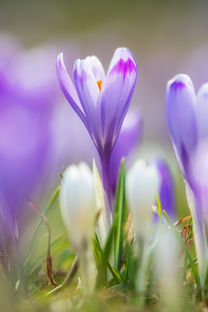 Purple and white Crocus vernus flowers bloom in a mountain pasture at Velika Planina in Triglav National Park, landscape, cityscape, Slovenia.