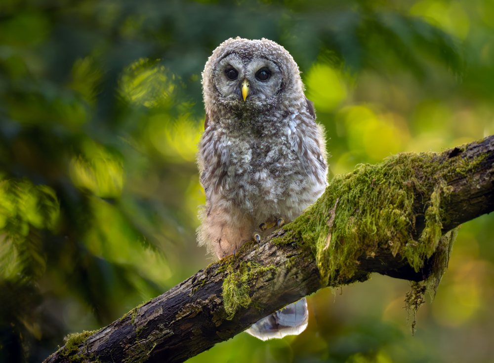 Barred owl perched on a moss-covered tree branch in a forest in the USA under daylight conditions.