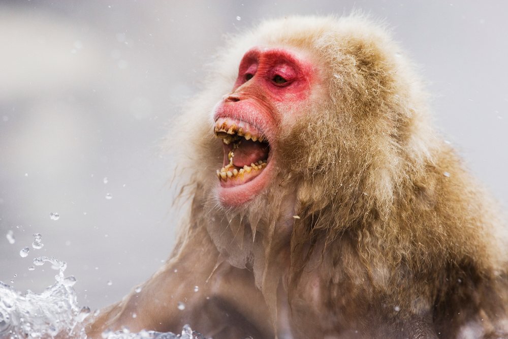 Japanese macaque with wet fur yelling outdoors amid water splashes in a winter wildlife scene, Japan, Asia.