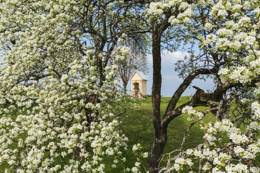 Roadside Shrine visible behind a Blossoming Pear Tree with white flowers on a grassy hill, landscape, cityscape, Slovenia.