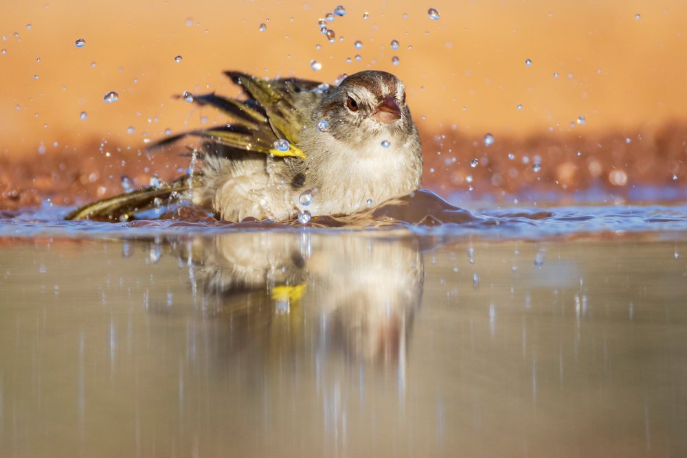 Olive sparrow bathing and splashing water at Santa Clara Ranch, showing detailed feathers and water reflection, Wildlife, McCook, Texas, USA.