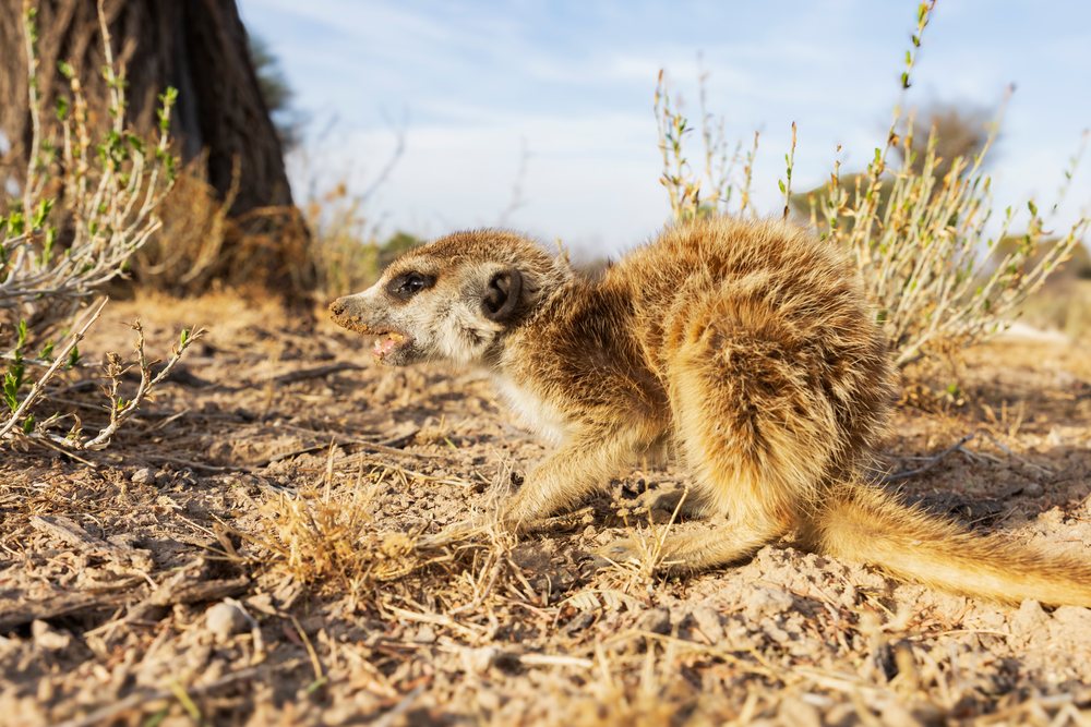 Meerkat foraging for bugs and insects on dry ground near shrubs at the Kalahari Research Center, Wildlife, Vanzylsrus, Northern Cape, South Africa.