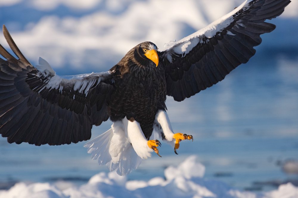 Steller's sea eagle flying with wings fully spread over snow and ice near Nemuro Channel, Hokkaido, Japan.