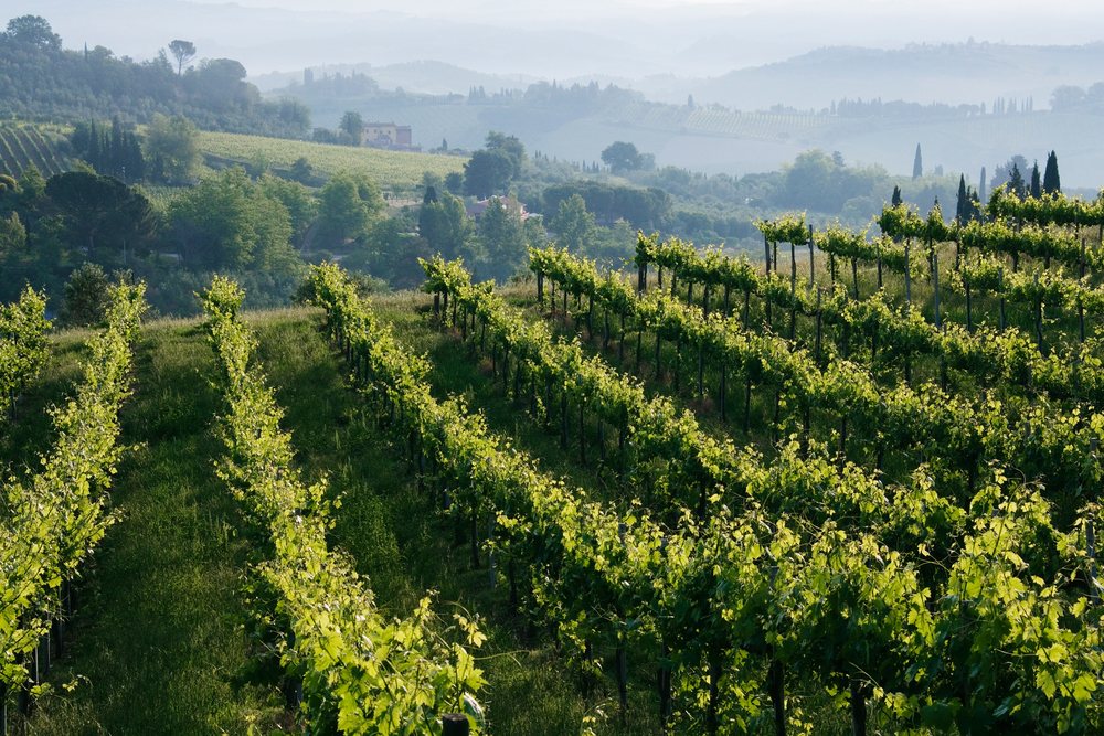 Rows of grapevines grow on rolling hills with trees, Tuscany, Italy.