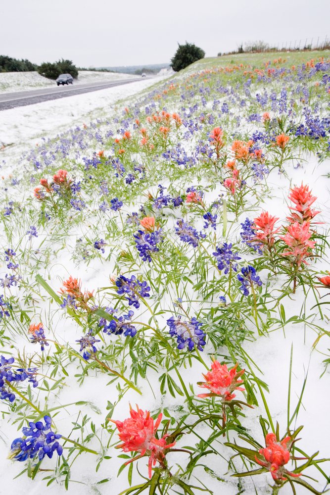 Wild bluebonnet and Indian paintbrush flowers covered by snow beside a roadside during spring, Texas.
