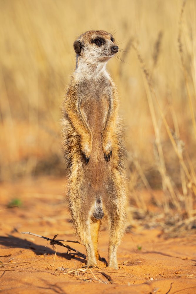 Meerkat standing upright on sandy ground with dry grass in bright sunlight at the Kalahari Research Center, Wildlife, Vanzylsrus, Northern Cape, South Africa.