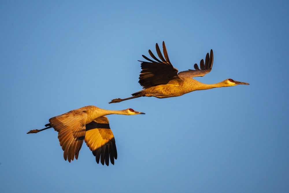 Two Sandhill Cranes fly in Golden Light over the Bernardo Waterfowl Management Area in New Mexico under a clear blue sky, landscape, wildlife, Bernardo Waterfowl Management Ar, USA.