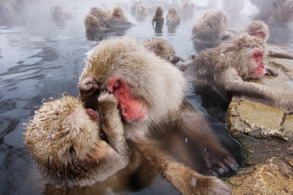 Japanese macaques soak in steaming hot spring water while grooming each other amid snowy winter, Jigokudani Onsen, Nagano, Japan.