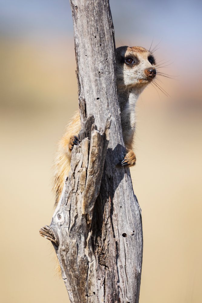 Meerkat Sentry standing alertly beside a dry tree trunk in the Kalahari Desert at the Kalahari Research Center, Wildlife, Vanzylsrus, Northern Cape, South Africa.