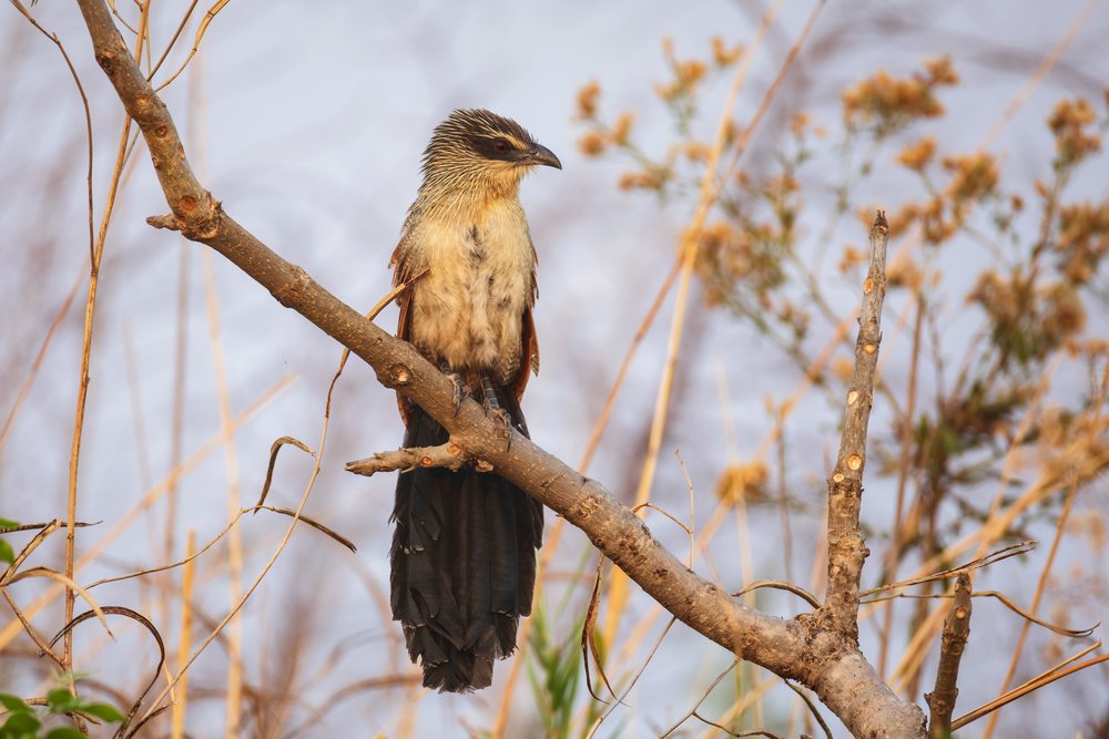 White-Browed Coucal with brown plumage and red eye perched on a dry tree branch, Wildlife, Mfuwe, South Luangwa National Park, Zambia.