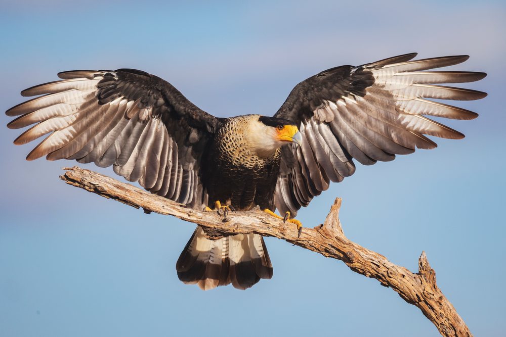 Crested Caracara bird perched with wings outstretched on a dry tree branch, Wildlife, Rio Grande Valley, Texas, USA.
