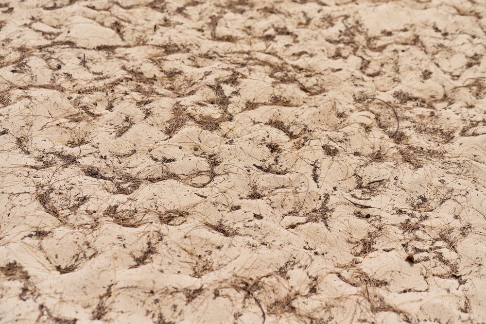 Beach sand covered with scattered dry seaweed and natural debris in a coastal environment, Hawaii, USA.