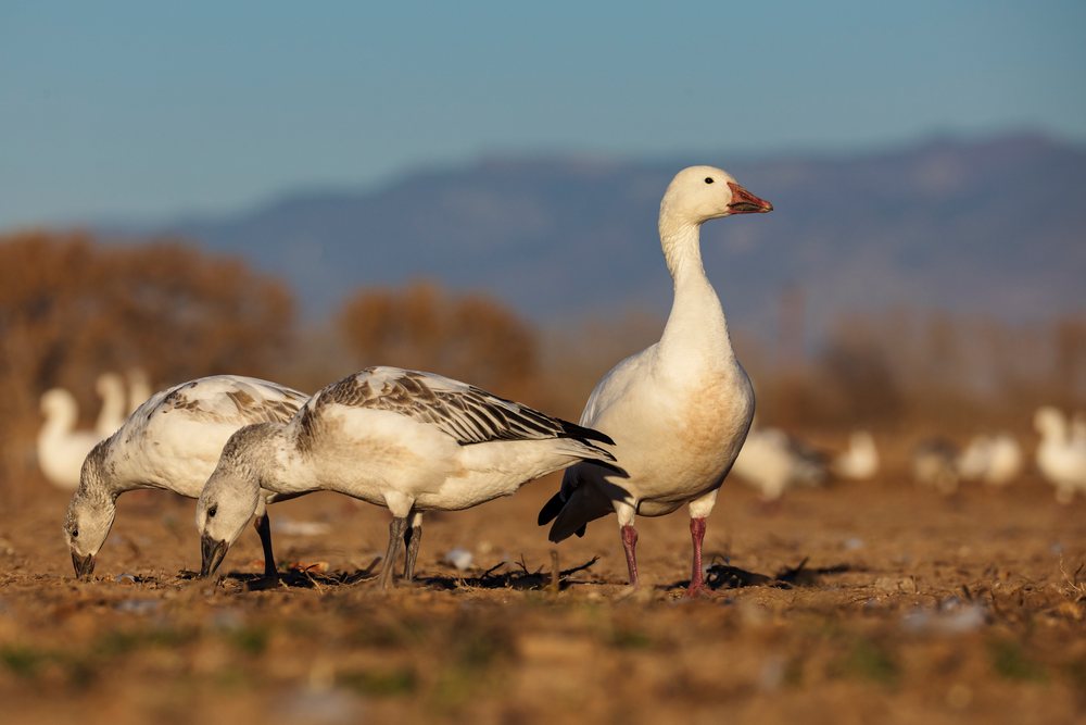 Snow goose family grazes outdoors at Ladd S Gordon Waterfowl Complex in New Mexico Desert Southwest, landscape, wildlife, Bernardo Waterfowl Management Ar, USA.
