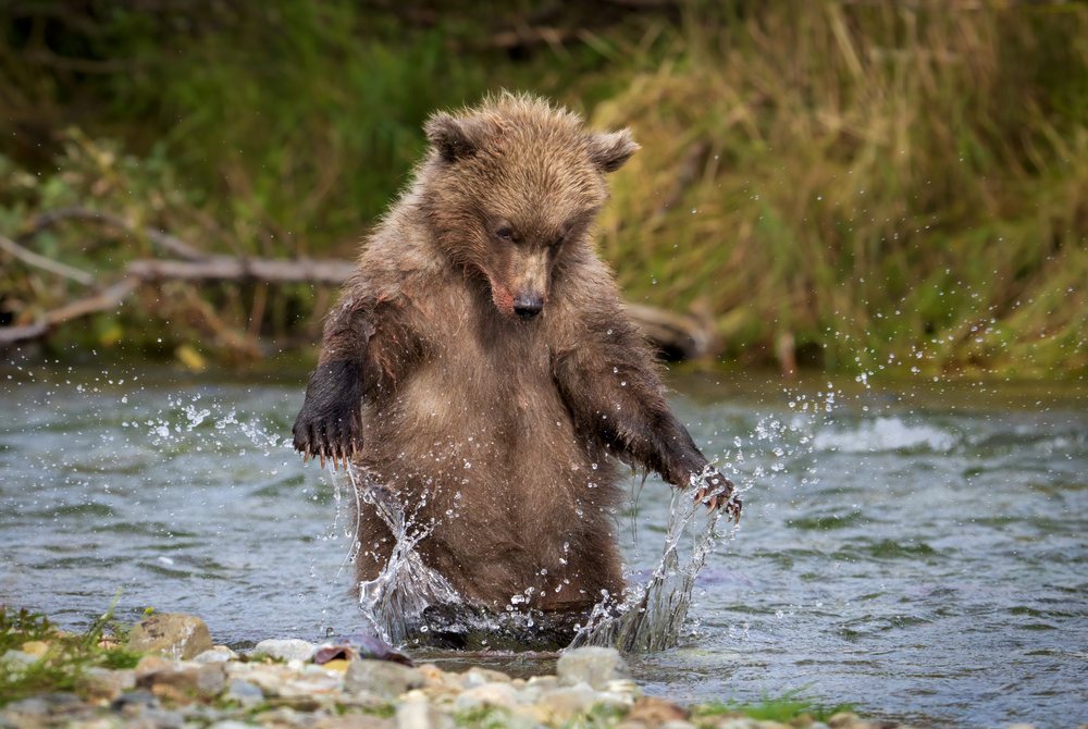 Alaskan Brown bear cub splashes water while standing in a river, Katmai National Park, Alaska, USA.