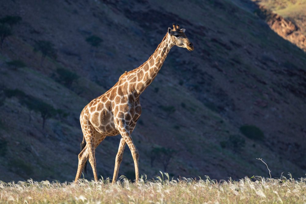 Giraffe walking through grassland on the Giribes Plain in Namibia's Kunene Region, Southern Africa, landscape, wildlife.