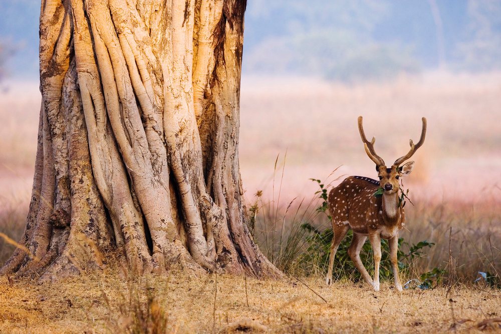 Spotted deer with antlers stands beside a large tree trunk in a natural outdoor habitat, feeding on green leaves.