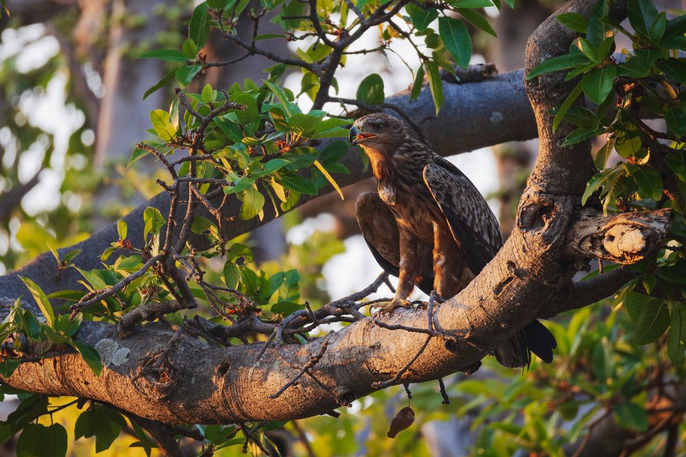 Tawny Eagle perched on a Sausage Tree branch at last light, Wildlife, Mfuwe, South Luangwa National Park, Zambia.