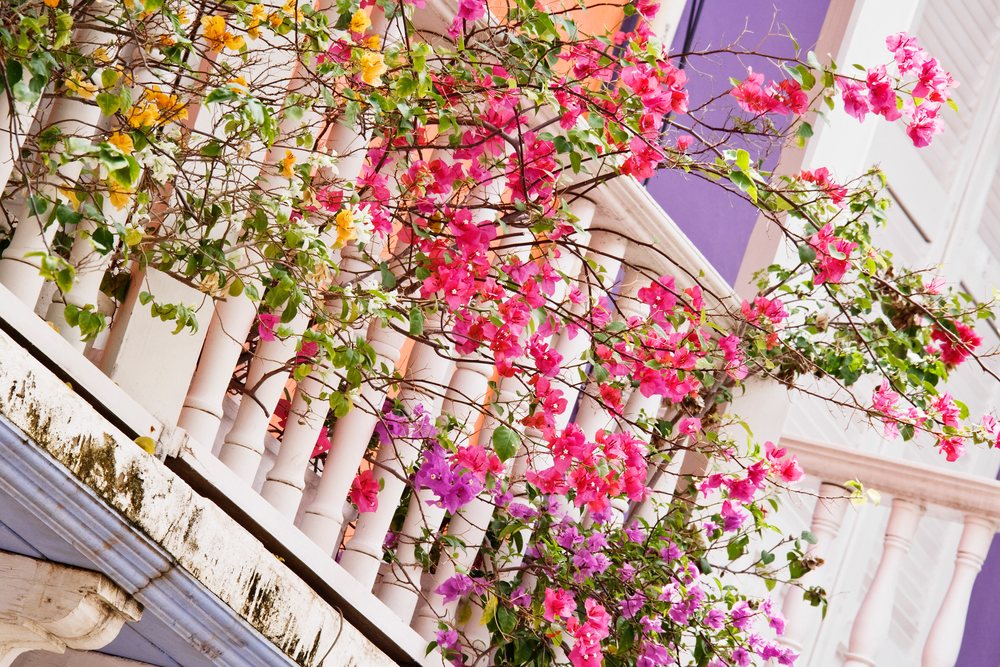 Bougainvillea flowers in pink, purple, and yellow bloom on a balcony with white railings outdoors.