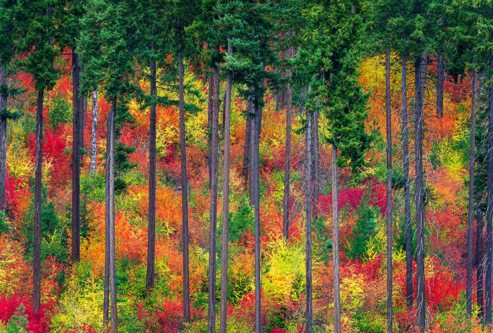 Autumn forest in the Pacific Northwest displaying vibrant red, yellow, and orange foliage among tall conifer and deciduous trees with visible trunks. USA