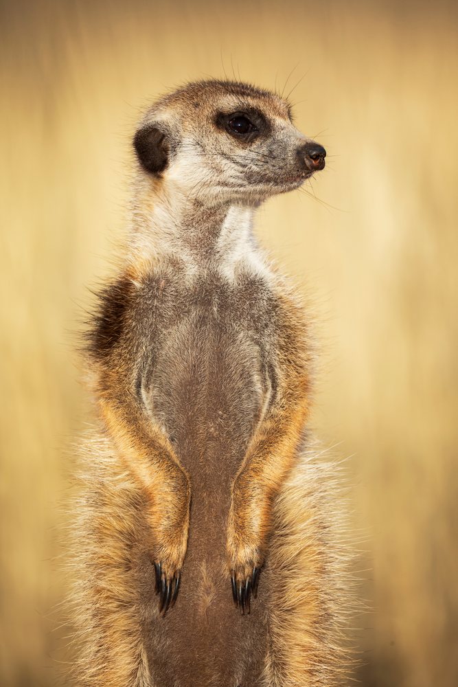 Meerkat standing upright alert outdoors in natural habitat at Kalahari Research Center, Wildlife, Vanzylsrus, Northern Cape, South Africa.