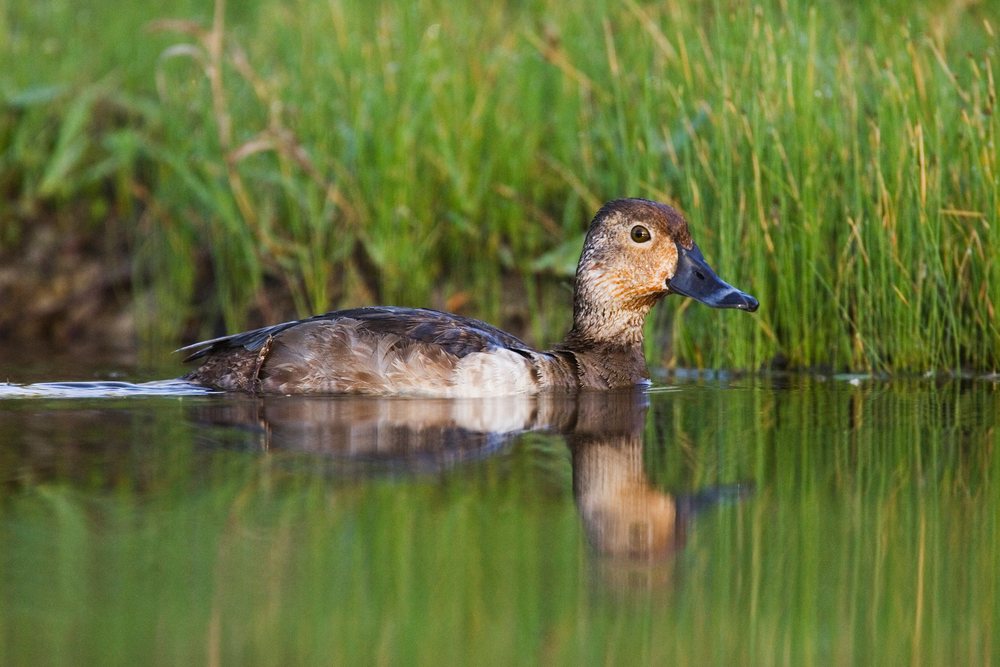 Ring-necked duck swimming on a pond with green grass in the background, wildlife, Texas, USA.