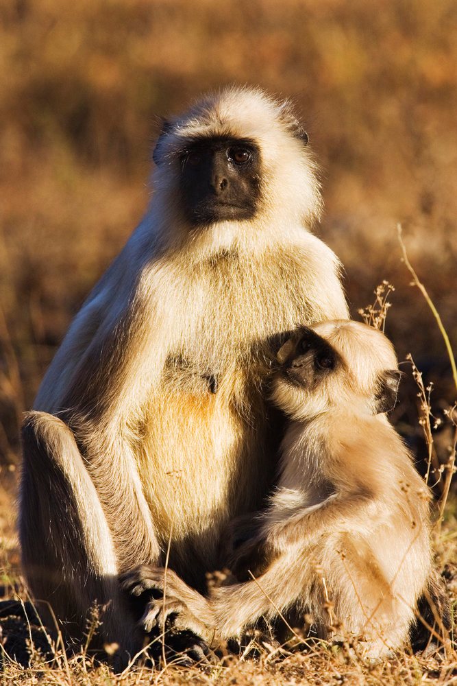 Mother langur monkey sitting with her baby close by in a natural outdoor grassy setting.