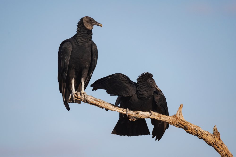 Two Black Vultures perched on a dead tree branch at Santa Clara Ranch, Wildlife, Rio Grande Valley, Texas, USA.