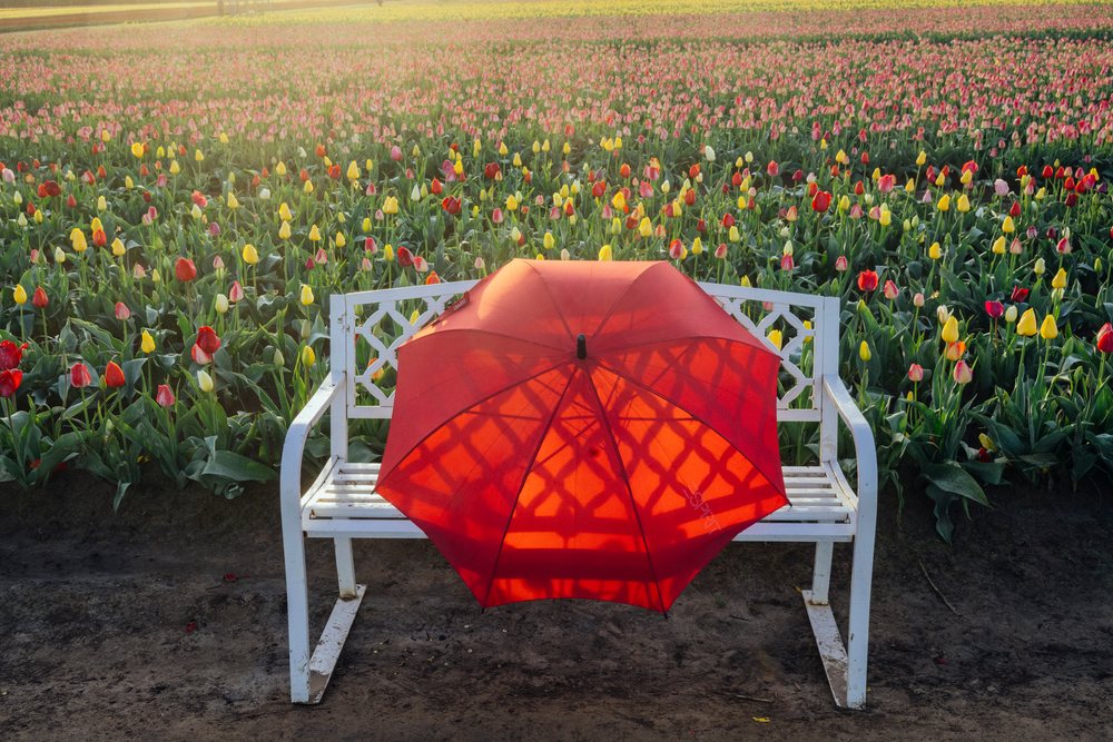 Red umbrella rests on a white wooden bench amid a multicolored tulip field, USA.