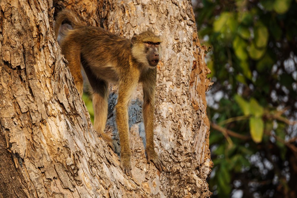 Yellow baboon climbing on a Winged Pod Tree, Wildlife, Mfuwe, South Luangwa National Park, Zambia.