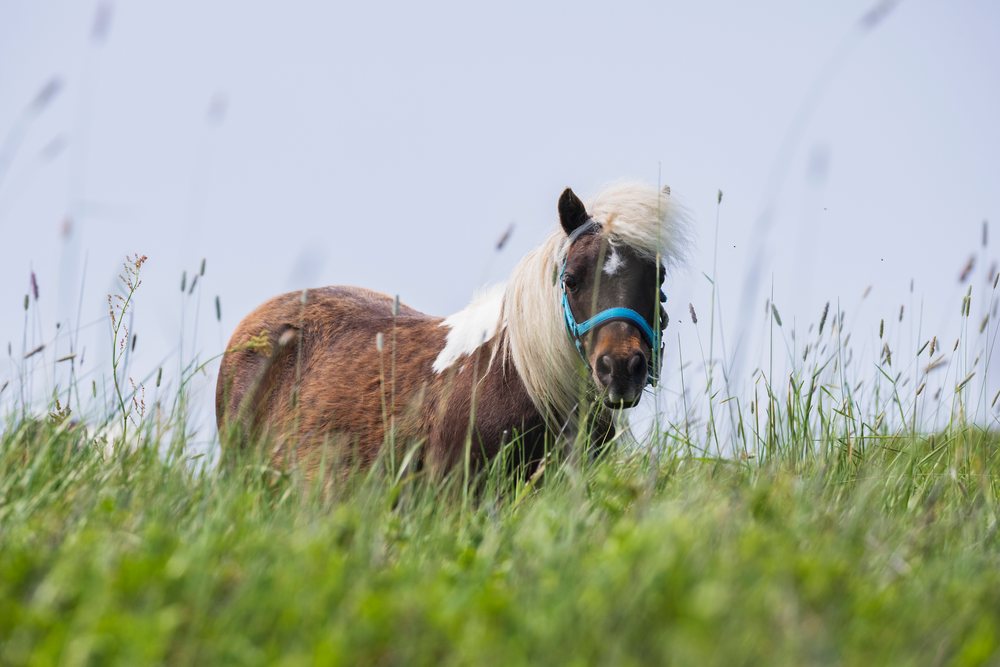 Miniature Newfoundland pony wearing a blue halter grazing in a grassy meadow, Landscape, Cityscape, Lifestyle, Bonavista, Newfoundland & Labrador, Canada.
