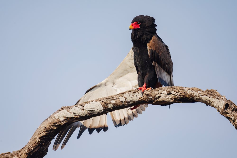 Female Bataleur bird perched on a tree branch stretching its wings against a clear sky, Wildlife, Mfuwe, South Luangwa National Park, Zambia.