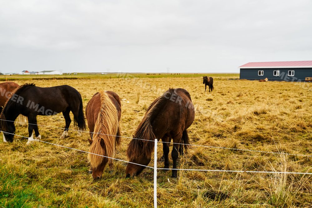 Several horses grazing in a fenced pasture on a farm