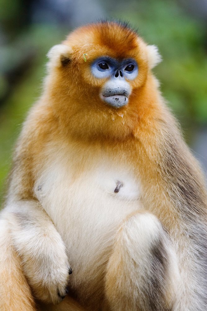 Golden monkey with orange and white fur and blue face markings sitting in natural green habitat, Shaanxi Province, China.