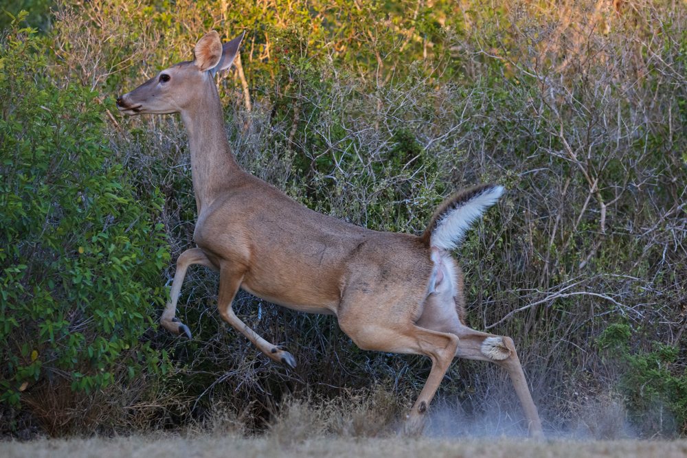 White-Tailed Deer runs through dry grass and bushes at Santa Clara Ranch, Wildlife, Rio Grande City, Texas, USA.