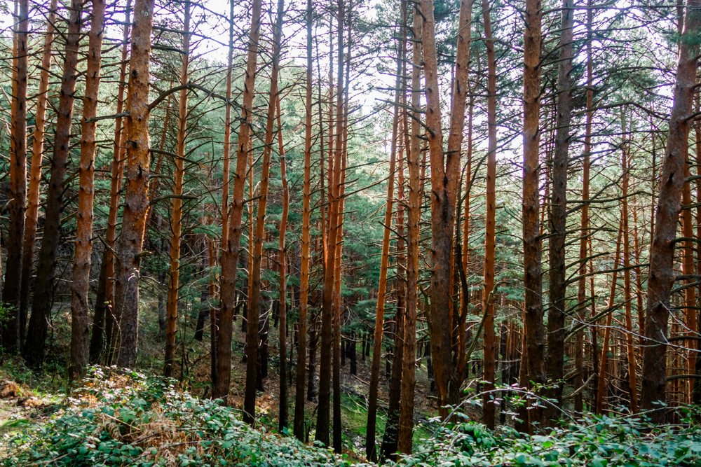 Pine tree forest with dense trunks, needle leaves, and green shrubs on the forest floor in a natural outdoor woodland setting, Spain.