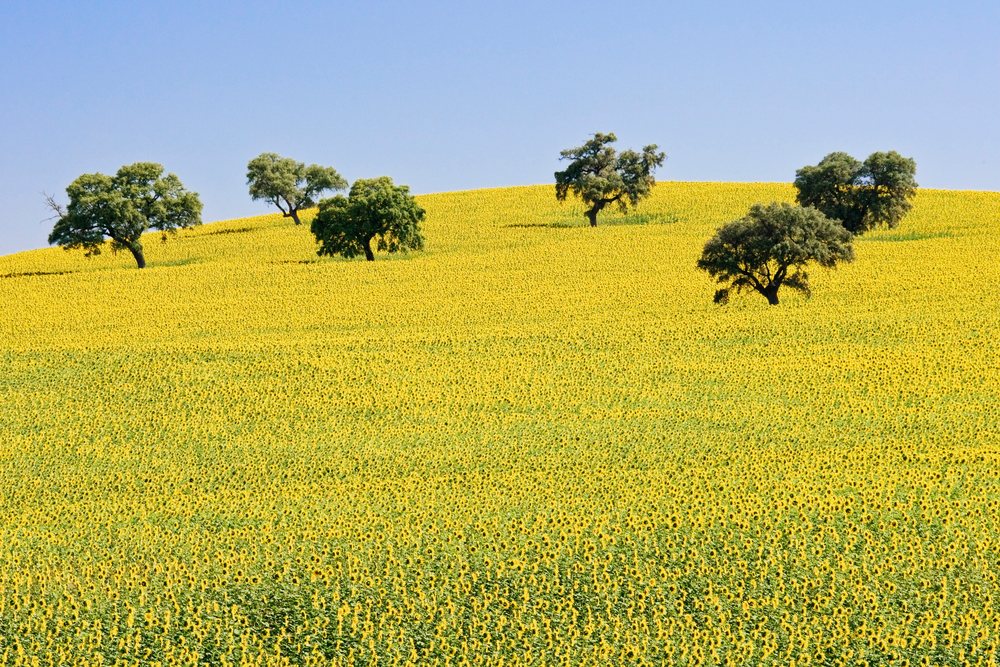 Field of blooming sunflowers on a hillside with scattered trees under a clear sky, Andalucia, Spain.