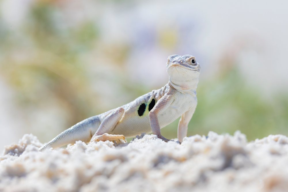 Bleached Earless Lizard displaying sand-colored skin camouflage on white gypsum sand, USA desert environment, Landscape, Wildlife, white Sands National Park, Alamogordo.