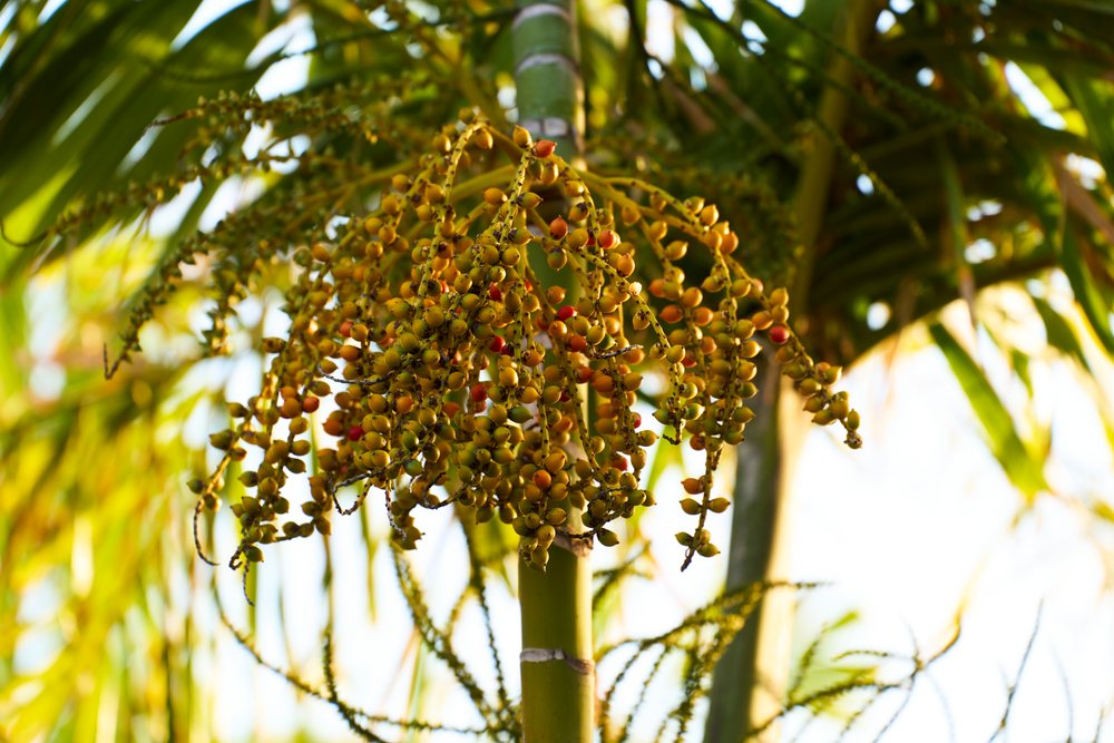 Clusters of green, yellow, and red areca nuts grow on an areca palm tree outdoors in tropical, Oahu, Hawaii, USA.
