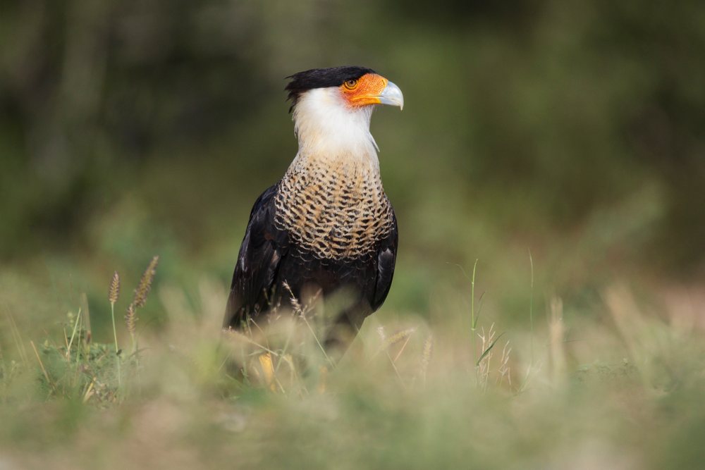Crested Caracara perched in grass at Santa Clara Ranch, Wildlife, Rio Grande Valley, Texas, USA.