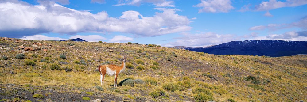 Guanaco standing in a grassy field, Patagonia, under a partly cloudy sky with mountains in the background, Guanaco in Field Torres del Paine National Park Patagonia, Chile.