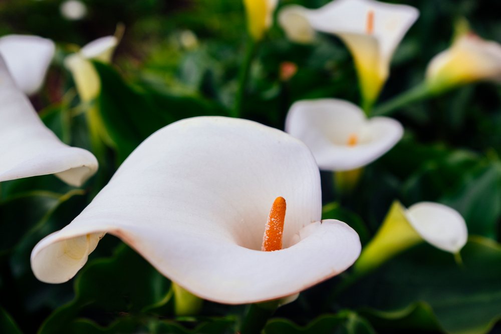 Close-up of white calla lily flowers with orange spadix and green leaves blooming outdoors, Garrapata State Park, California, USA.