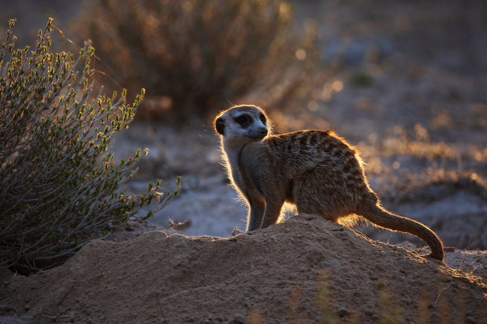 Meerkat stands alert on a sand mound at sunset in the Kalahari Desert, Wildlife, Vanzylsrus, Northern Cape, South Africa.