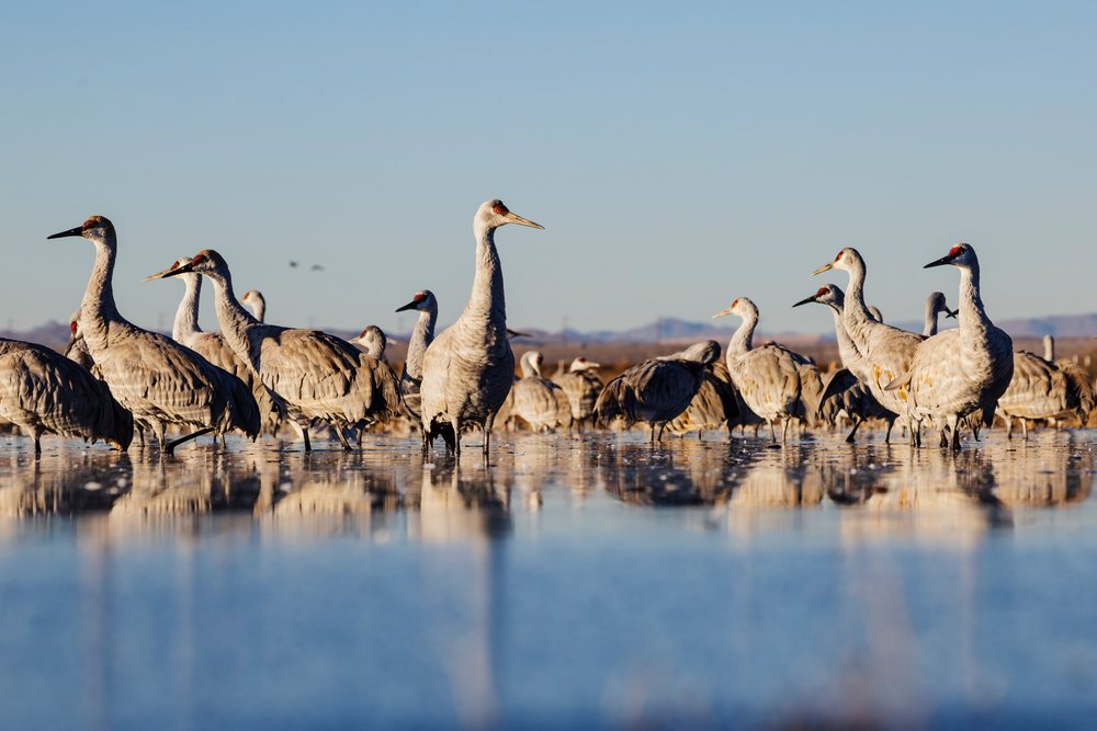 Sandhill Cranes standing in shallow water reflecting at Ladd S Gordon Waterfowl Complex in the New Mexico Desert Southwest wetland, landscape, wildlife, Bernardo Waterfowl Management Ar, USA.
