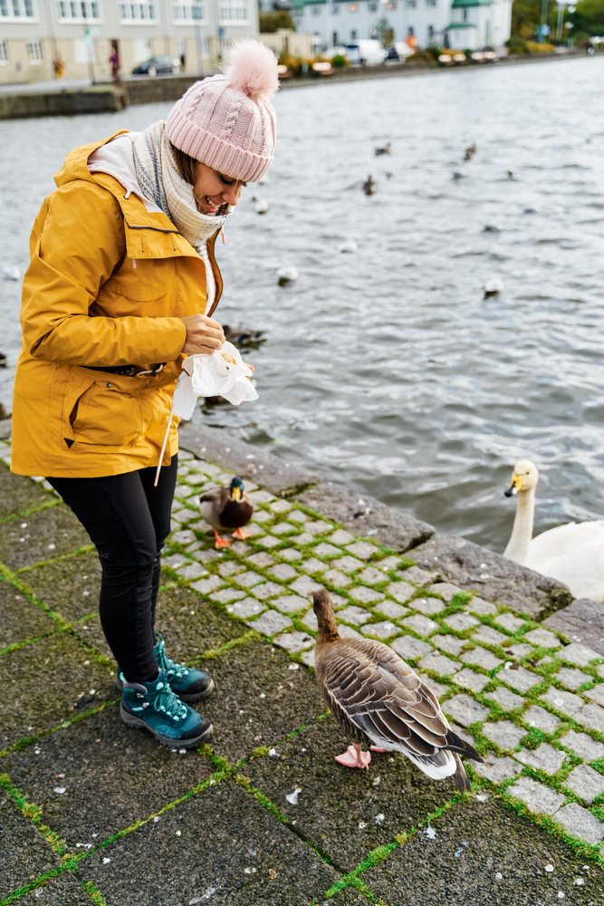 A woman wearing a yellow jacket and pink hat feeds wild birds by a lake, Iceland.