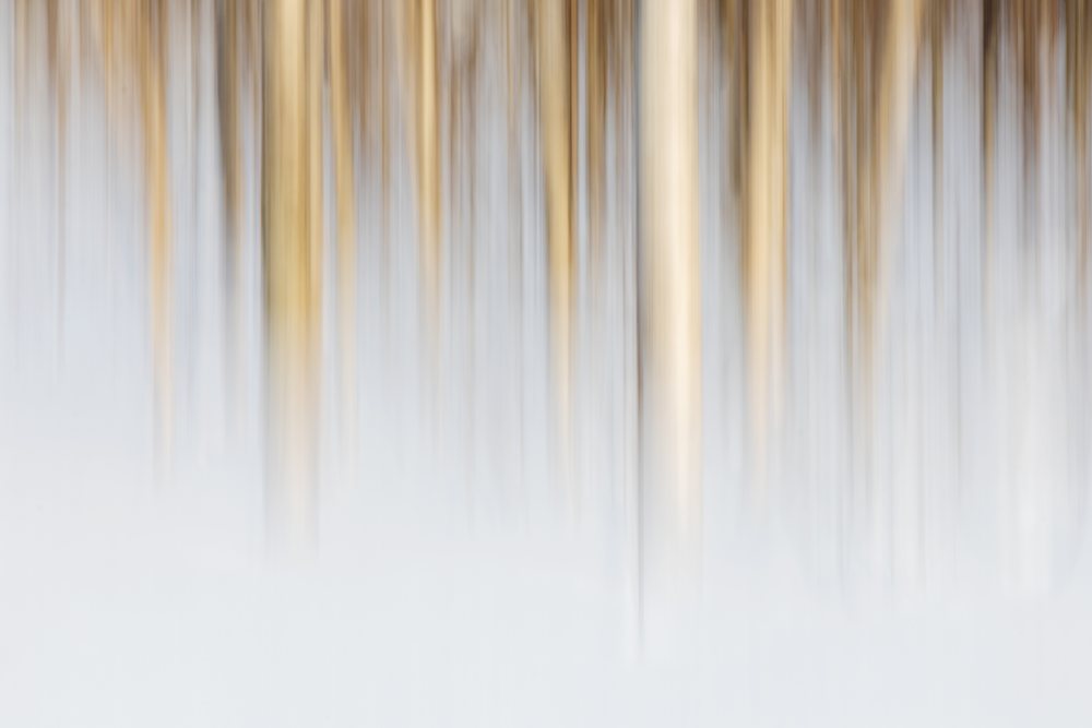 Silver Birch Trees in a Snowy Field during winter with snow covering the ground, Landscape, Tromsø, Norway.
