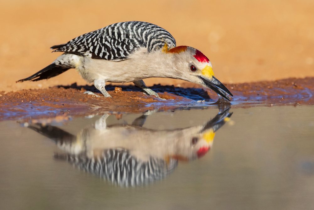 Woodpecker with red cap drinks water on a muddy shore at Santa Clara Ranch, its reflection visible in the water, Wildlife, McCook, Texas, USA.