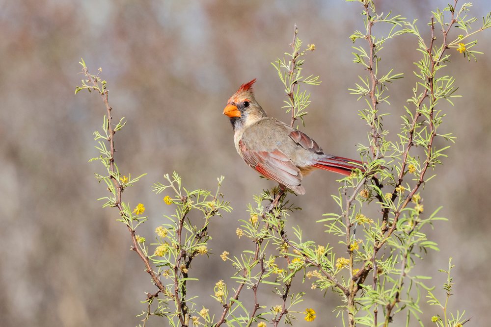 Female cardinal with a red crest and orange beak perches on a Huisache Bush branch at Santa Clara Ranch, Wildlife, McCook, Texas, USA.