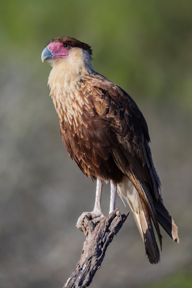 Juvenile Crested Caracara bird perched on a tree branch in natural habitat, Wildlife, McCook, Texas, USA.
