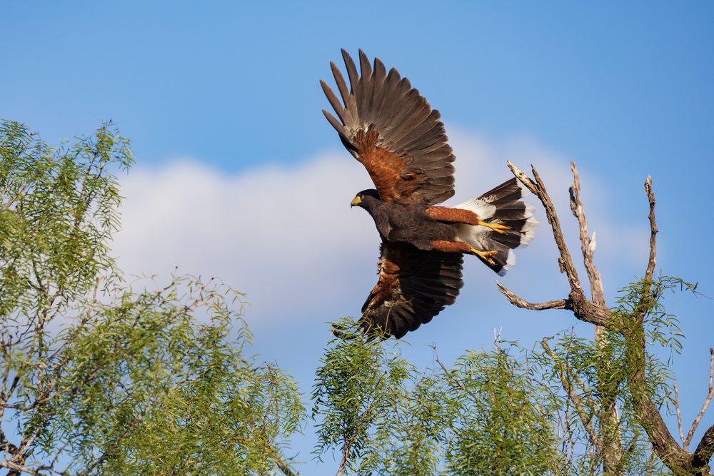 Harris hawk takes flight from a mesquite tree against a blue sky at Santa Clara Ranch, Wildlife, Rio Grande Valley, Texas, USA.