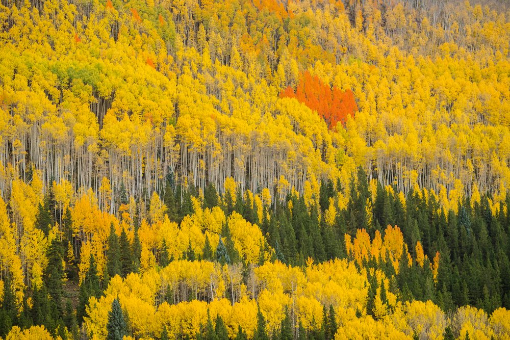 Forest hillside, shows vibrant yellow and red autumn foliage among dense aspens and evergreen pine trees in fall, Durango, Colorado, USA.